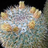 Mammillaria perbella infernillensis JLcoll.2770.jpg